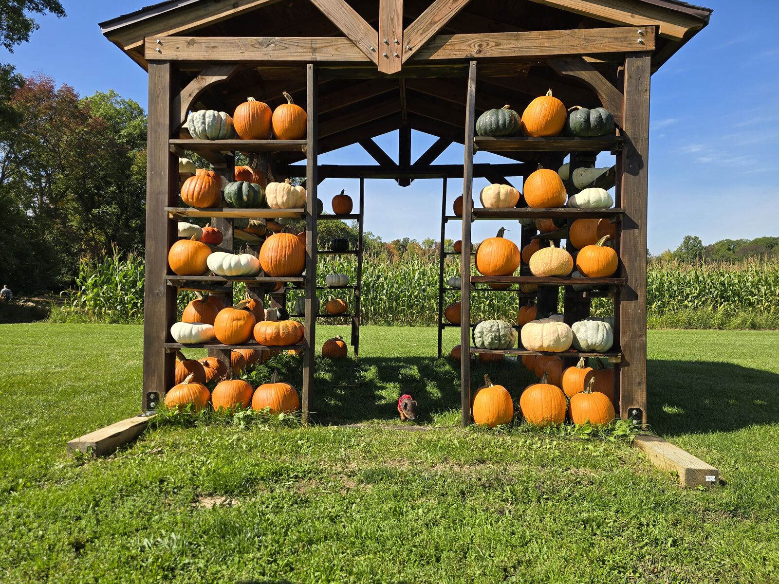 Pumpkin display stand filled with orange and white pumpkins