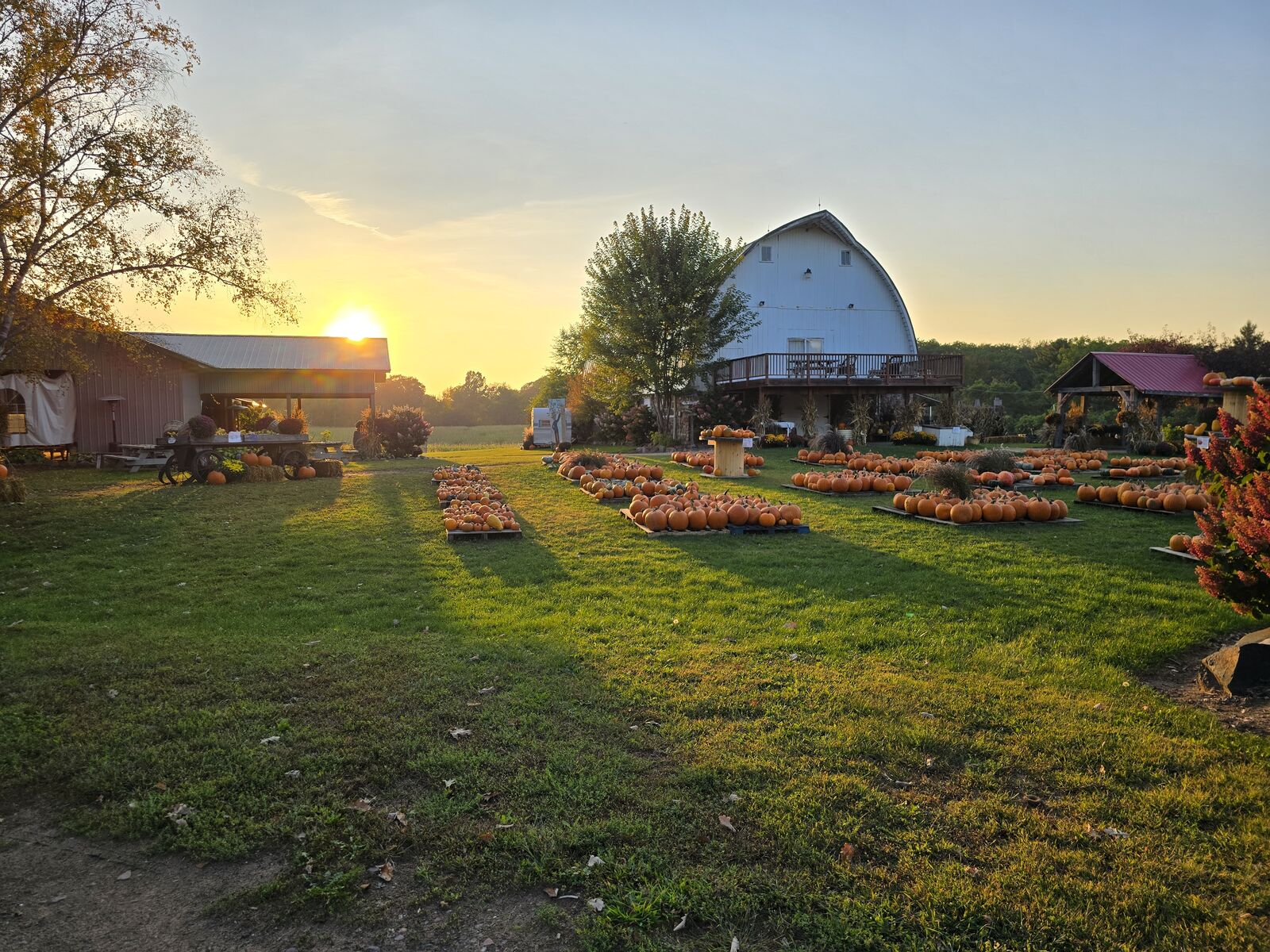 Sunset over the historic barn and pumpkin fields at Midwest Harvest Hills